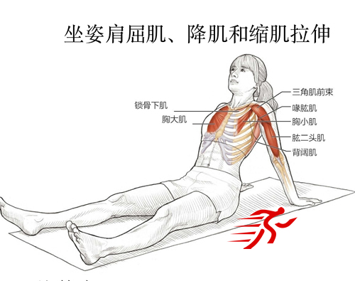 坐姿肩屈肌、降肌和缩肌拉伸