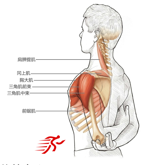 中级肩屈肌拉伸