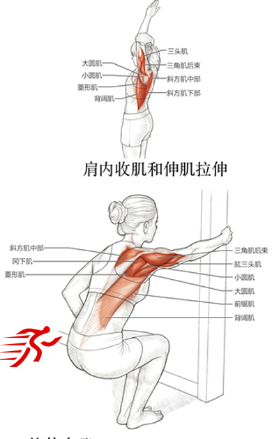 肩内收肌和伸肌拉