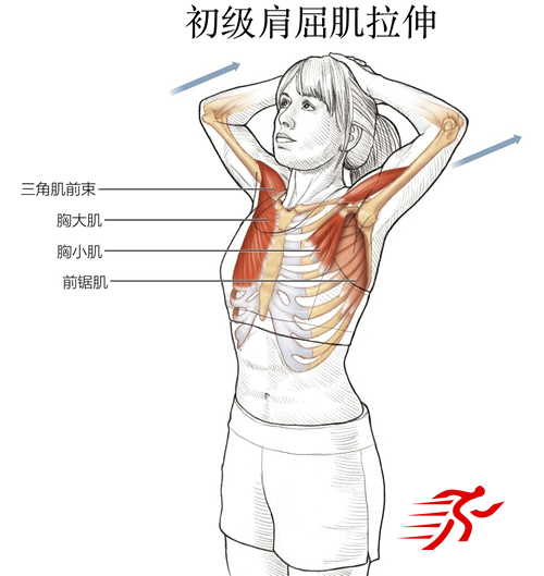 肩屈肌的拉伸