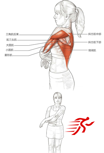 肩内收肌、伸肌和提肌