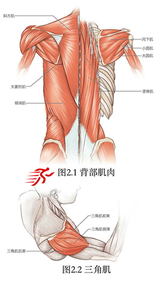 肩部解剖拉伸