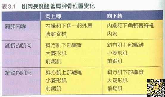 上半身后部姿态调整-第6张图片-体能网
