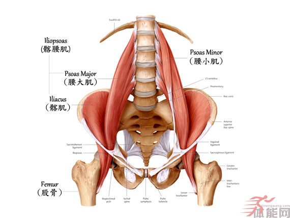 髂腰肌