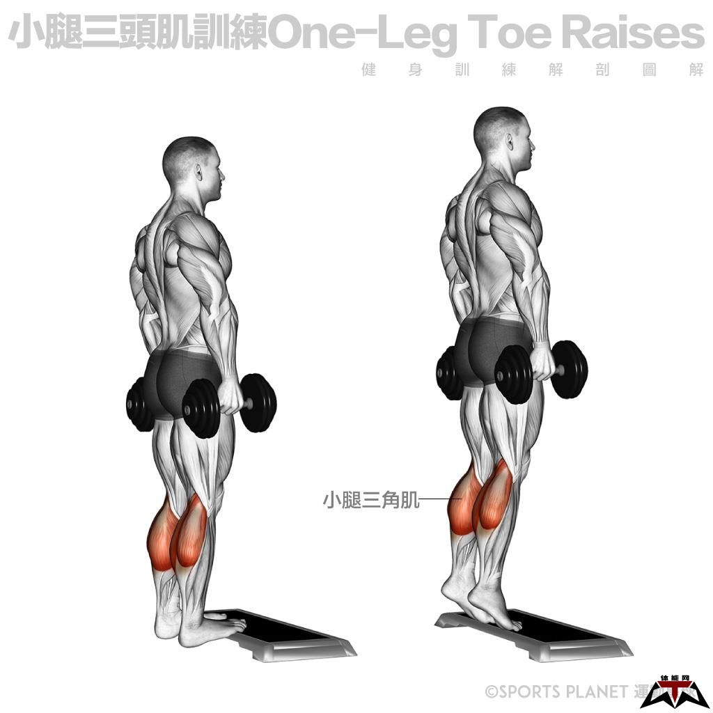 哑铃训练──下半身篇-第3张图片-体能网