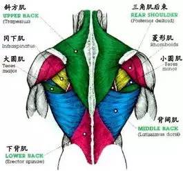 练好这块肌肉，让你的身材变得挺拔好看-第1张图片-体能网