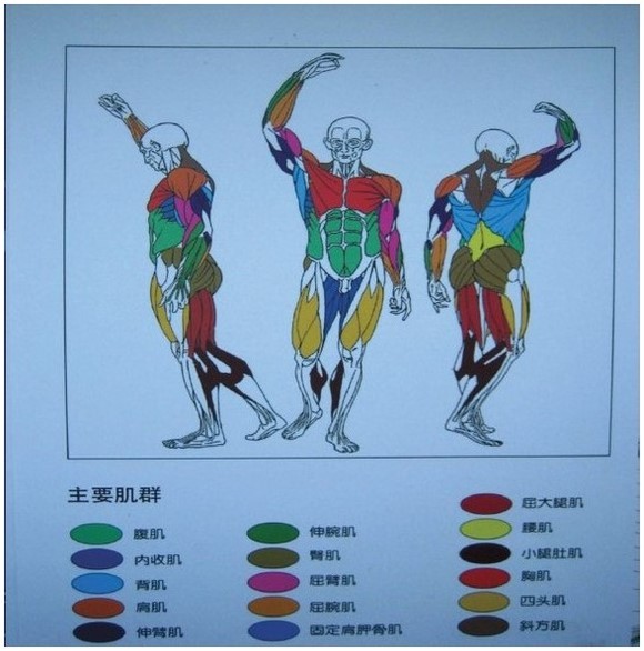 什么是核心力量训练-第1张图片-体能网