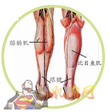 跟腱与弹跳力的关系-第3张图片-体能网 跟腱与弹跳力的关系-第3张图片-体能网