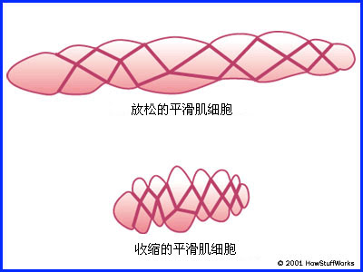 肌肉的结构功能-第2张图片-体能网