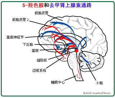 减肥药作用机理-第3张图片-体能网
