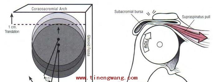 肩袖肌群综合症的运动康复的评估-第2张图片-体能网