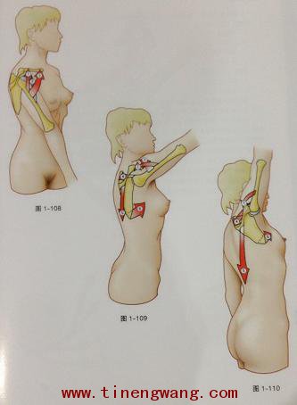 肩袖肌群综合症的运动康复的评估-第6张图片-体能网