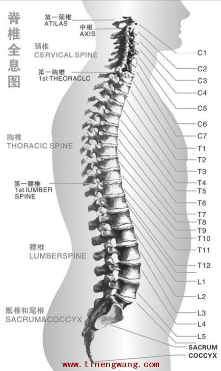 脊柱运动的生物力学基础-第2张图片-体能网