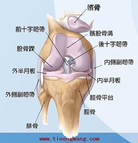 常见的膝关节的运动损伤-第1张图片-体能网