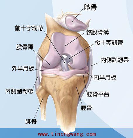 膝关节3d解剖图图片