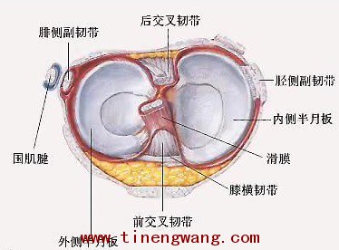 常见的膝关节的运动损伤-第3张图片-体能网