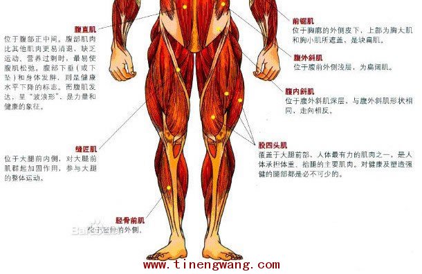 篮球弹跳力训练方法详解-第2张图片-体能网 篮球弹跳力训练方法详解-第2张图片-体能网