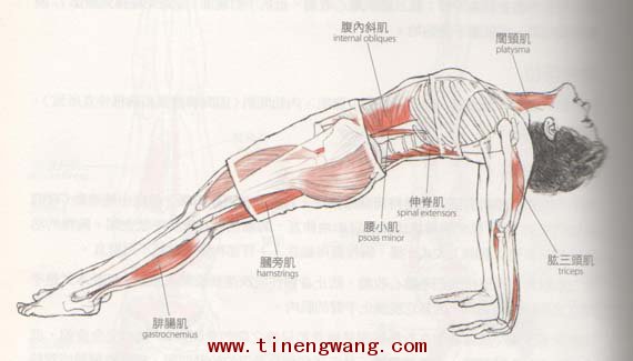 你的支撑动作练到核心肌群吗?-第2张图片-体能网 你的支撑动作练到核心肌群吗?-第2张图片-体能网