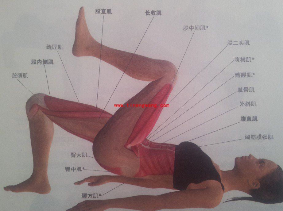 核心训练-仰卧背桥抬腿-第3张图片-体能网 核心训练-仰卧背桥抬腿-第3张图片-体能网