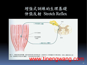 爆发力训练的生理机转及增强式训练-第4张图片-体能网 爆发力训练的生理机转及增强式训练-第4张图片-体能网
