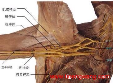 胸大肌遇上拉伸技术-第2张图片-体能网