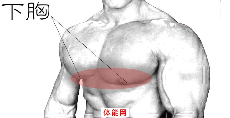 下胸部的崛起--完美下胸7大策略-第1张图片-体能网