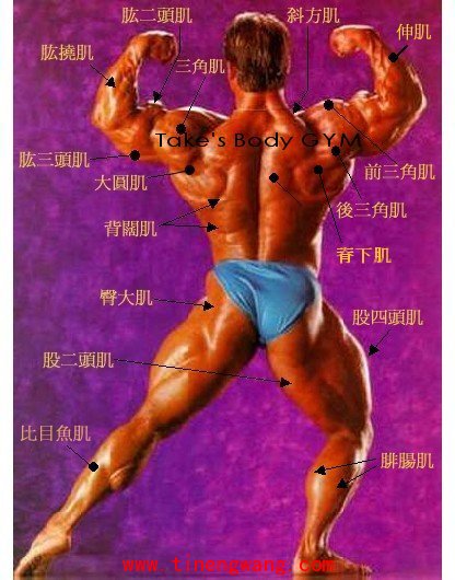 七大肌肉