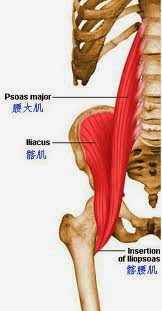 久坐对你造成的影响--肌肉萎缩、肌肉缩短和筋膜沾黏-第2张图片-体能网 久坐对你造成的影响--肌肉萎缩、肌肉缩短和筋膜沾黏-第2张图片-体能网