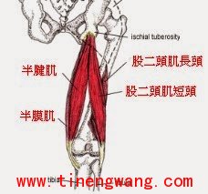 久坐对你造成的影响--肌肉萎缩、肌肉缩短和筋膜沾黏-第3张图片-体能网 久坐对你造成的影响--肌肉萎缩、肌肉缩短和筋膜沾黏-第3张图片-体能网