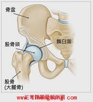 久坐对你造成的影响--肌肉萎缩、肌肉缩短和筋膜沾黏-第5张图片-体能网 久坐对你造成的影响--肌肉萎缩、肌肉缩短和筋膜沾黏-第5张图片-体能网