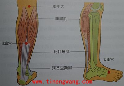 小腿抽筋的治疗技巧-第1张图片-体能网 小腿抽筋的治疗技巧-第1张图片-体能网