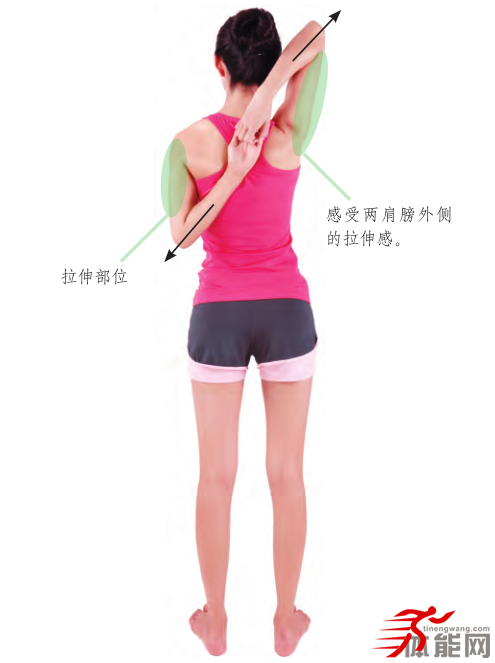 肩部的拉伸动作-第3张图片-体能网 肩部的拉伸动作-第3张图片-体能网