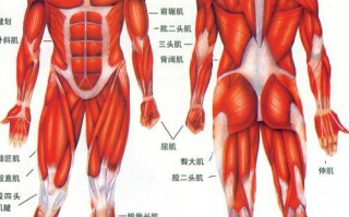 腿部肌肉力量训练方法 腿部肌肉力量训练方法