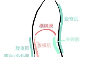 不同的呼吸方式,对姿势与重量训练的影响原来这么大! 不同的呼吸方式,对姿势与重量训练的影响原来这么大!
