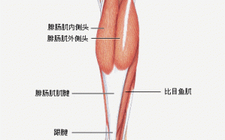网球腿(腓肠肌群损伤) 网球腿(腓肠肌群损伤)
