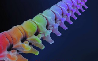 脊柱运动的生物力学基础 脊柱运动的生物力学基础
