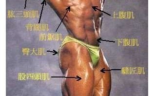 人体七大肌肉 人体七大肌肉