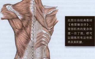 囚徒健身:用失传的技艺练就强大的生存实力 第九章 严阵以待的脊柱 囚徒健身:用失传的技艺练就强大的生存实力 第九章 严阵以待的脊柱