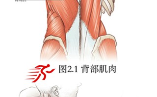 肩部拉伸运动的系统训练 肩部拉伸运动的系统训练