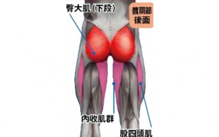 臀部(下段)的肌肉训练与伸展 臀部(下段)的肌肉训练与伸展
