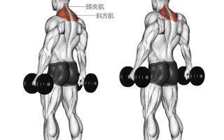 哑铃训练──上半身篇