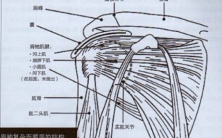 囚徒健身:用失传的技艺练就强大的生存实力 第十章 倒立撑 囚徒健身:用失传的技艺练就强大的生存实力 第十章 倒立撑