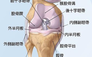 常见的膝关节的运动损伤 常见的膝关节的运动损伤