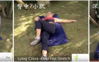 臀部肌肉的解剖和拉伸 臀部肌肉的解剖和拉伸