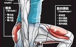 腿部肌群 腿部肌群