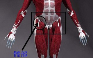 女人如何练就浑圆翘臀? 女人如何练就浑圆翘臀?