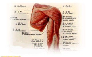 力量训练弯举动作的解剖图 力量训练弯举动作的解剖图