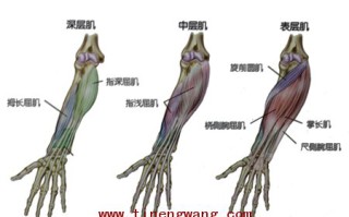 坐姿正握杠铃腕弯举锻炼前臂肌群 坐姿正握杠铃腕弯举锻炼前臂肌群